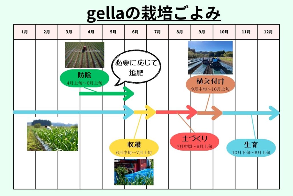 にんにく栽培に防寒対策は必要？防寒が必要なケースから寒さが重要な理由まで解説